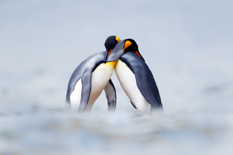 Discover the Uncharted World in Style on Luxury Cruise Expeditions